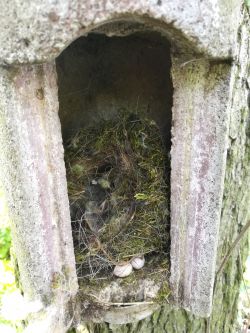 Nistkasten mit verk.Nest Nistkasten mit verk.Nest